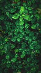 Leaf bed with raindrops nature wallpaper background