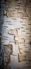 Birch tree bark texture nature wallpaper background