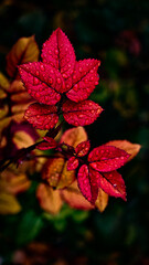 Red leaves with dewdrops nature wallpaper background