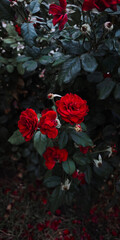 Bright red roses stylish nature wallpaper background