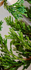 Green houseplant leaves closeup macro nature wallpaper background
