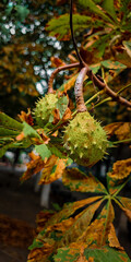 Chestnuts in busk shells growing on a tree closeup, nature wallpaper background