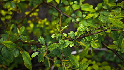 Tiny tree leaves on branches nature wallpaper background