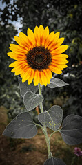 Yellow sunflower plant nature wallpaper background