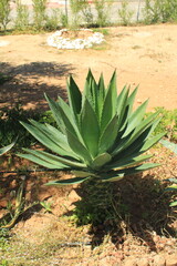 Sisal, Agave sisal, Maguey de Sisal, Sisaleira, Canapa di Yucatan - Agave sisalana - Asparagaceae, Asparagacées