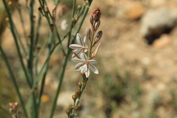 Hollow stemmed Asphodel, Pink asphodel, Asphodèle fistuleux, Asphodèle creux - Asphodelus fistulosus - Asphodelaceae, Asphodelacées
