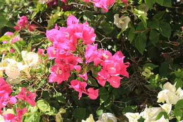 Great bougainvillea, Bougainvillier remarquable - Bougainvillea spectabilis - Nyctaginaceae, Nyctaginacées
