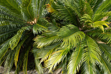 Closeup of tropical palm tree leaves in a garden. 