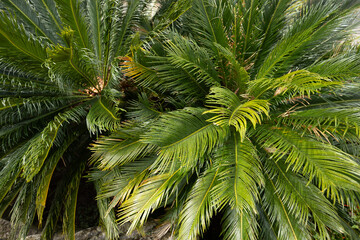 Closeup of tropical palm tree leaves in a garden. 