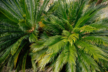 Closeup of tropical palm tree leaves in a garden. 