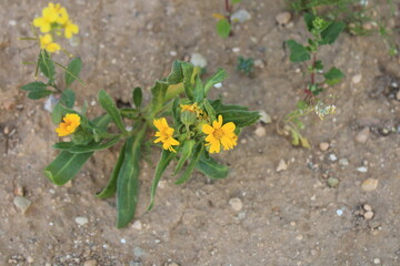 Field marigold, souci des champs, souci sauvage - Calendula arvensis - Asteraceae, Astéracées