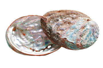 Shiny Shell of abalone with natural texture, closeup seashell isolated on white background,...