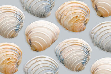 Minimal aesthetic pattern Shells of mollusk blue beige color on pastel blue. Natural oceanic seashells with shadows. Marine, nautical style concept, sea life design wallpaper, summer backdrop