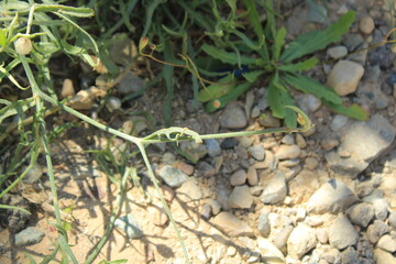 Sand Catananche, Sandy cupid's dart, Catananche des sables, Cupidone des sables, Hierba de cupido arenosa - Catananche arenaria - Asteraceae, Astéracées