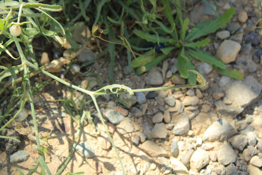 Sand Catananche, Sandy cupid's dart, Catananche des sables, Cupidone des sables, Hierba de cupido arenosa - Catananche arenaria - Asteraceae, Ast&eacute;rac&eacute;es