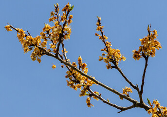 A plum branch with wilted flowers affected by frost