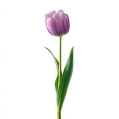 Fototapeta premium Single purple tulip flower isolated isolated on white background