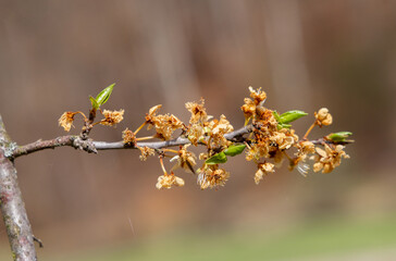 A twig with wilted flowers of mirabelle tree due to frost