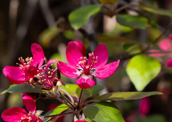 A flowering branch of Crab apple tree (Malus)