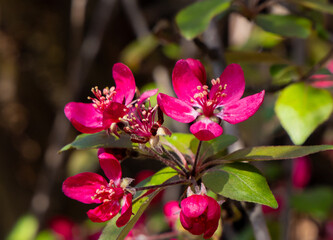 Obraz premium A branch with Malus - Crabapple tree flowers