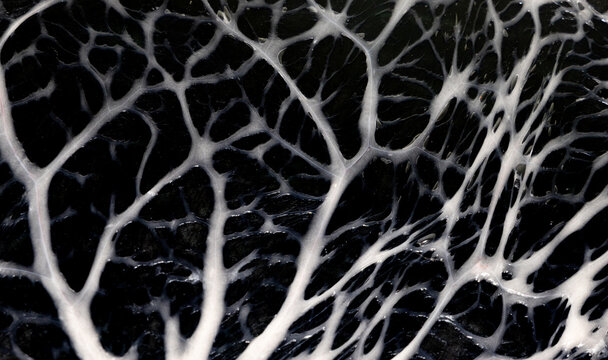 Close-up of a membrane that covers internal organs - Visceral peritoneum