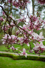 Magnolia in garden