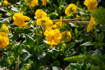Pansy. The garden pansy is a type of polychromatic large-flowered hybrid plant cultivated as a garden flower. It is derived by hybridization from several species in the section Melanium of the genus
