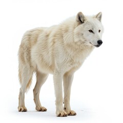Obraz premium A full body shot of an arctic wolf standing on a white background with its head turned to the right