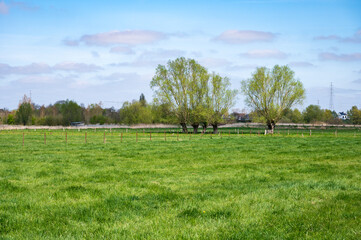 Green meadows and farmland at the Flemish countryside in Avelgem, West Flanders, Belgium