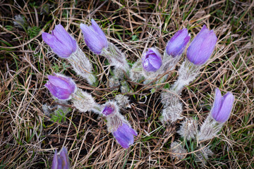 Violet spring easter Pasque flowers (Pulsatilla), Czech republic, Europe.