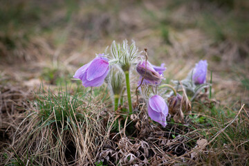 Violet spring easter Pasque flowers (Pulsatilla), Czech republic, Europe.