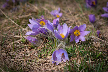 Violet spring easter Pasque flowers (Pulsatilla), Czech republic, Europe.