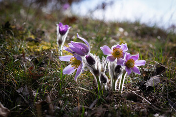 Violet spring easter Pasque flowers (Pulsatilla), Czech republic, Europe.