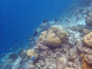 coral reef on the maldives