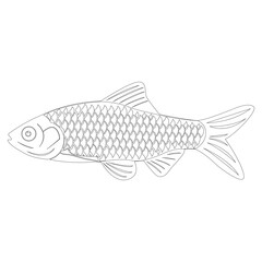  Puntius ticto vector art illustration artbook design