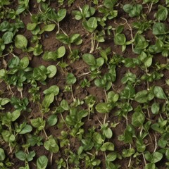 Fototapeta premium ivy on the wall, green ivy leaves