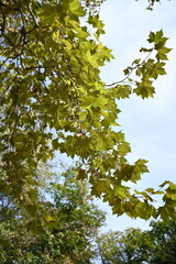 Park in Belgrade