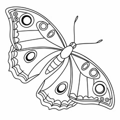 Common Buckeye Butterfly – Circular Wing Hints