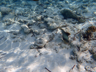 coral reef on the maldives
