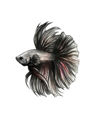 Obraz premium betta-fish-siamese