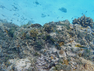 coral reef on the maldives