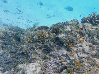 coral reef on the maldives