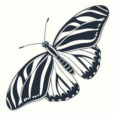Zebra Longwing Butterfly &ndash; Horizontal Symmetry
