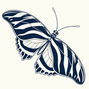 Zebra Longwing Butterfly &ndash; Horizontal Symmetry
