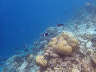 coral reef on the maldives