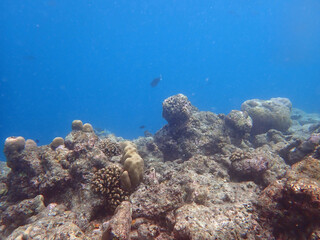 coral reef on the maldives