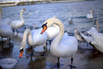 swans on the lake