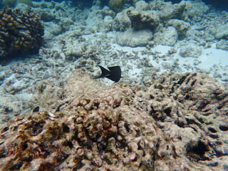 coral reef on the maldives