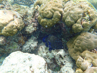 coral reef on the maldives