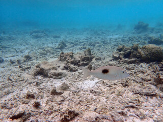 coral reef on the maldives